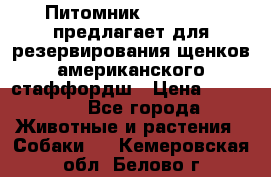 Питомник KURAT GRAD предлагает для резервирования щенков американского стаффордш › Цена ­ 25 000 - Все города Животные и растения » Собаки   . Кемеровская обл.,Белово г.